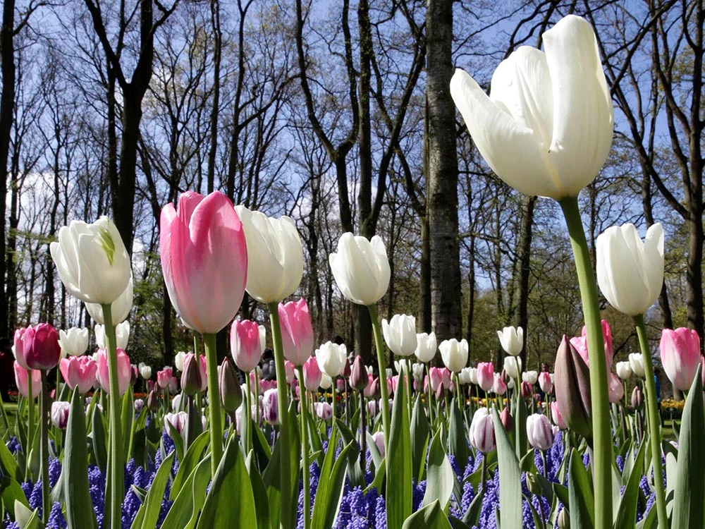 Tulips at Keukenhof