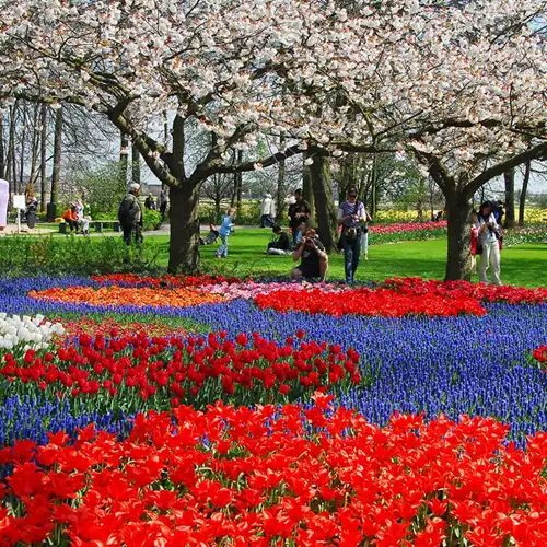 Keukenhof + campagne et moulins à vent