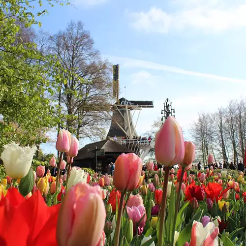 Photography tips for your visit to Keukenhof: Let the flowers inspire you