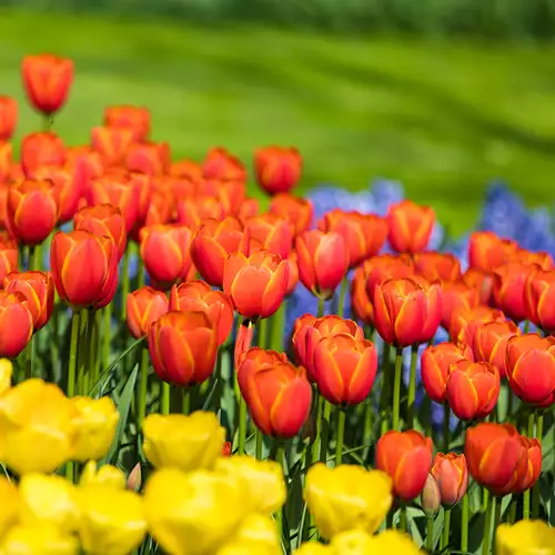 Keukenhof Amsterdam bus en toegang