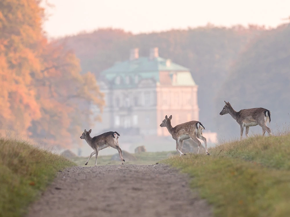 Dyrehaven Hunting Lodge