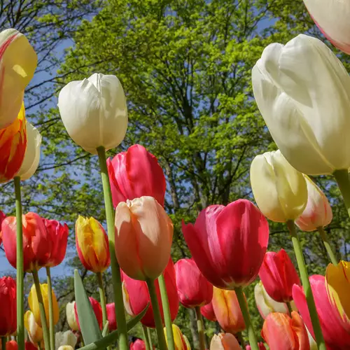 The top 3 places to find tulips in Amsterdam