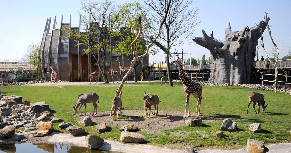 Mød nuttede dyr på tæt hold i Rotterdam Zoo! Find billige billetter og planlæg en sjov dag ude