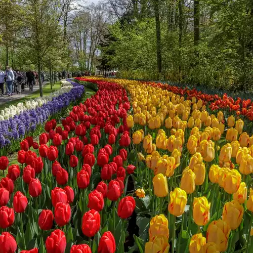 Visit one of the world's largest flower garden in 2024