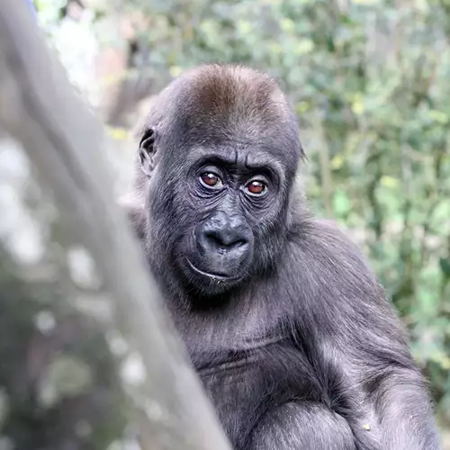 ARTIS Königlicher Zoo + Micropia